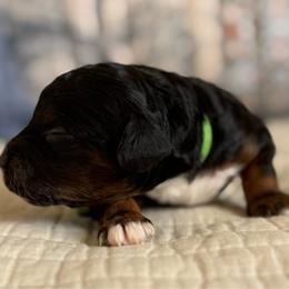 Nantucket - Tri-color male Cavapoo puppy in Beckley, West Virginia from By Design Doodles