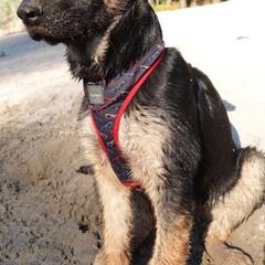 German Shepherd Puppies from Von der Henne K9