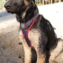 German Shepherd Puppies from Von der Henne K9