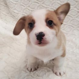 Pembroke Welsh Corgis from Ruchs Corgis
