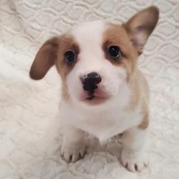 Pembroke Welsh Corgis from Ruchs Corgis