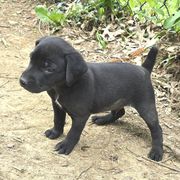 Kambell - Black male Mountain Cur puppy in Moundsville, West Virginia from Mountaineer Mountain Curs