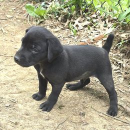 Kambell - Black male Mountain Cur puppy in Moundsville, West Virginia from Mountaineer Mountain Curs
