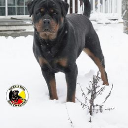 Rottweiler Puppies from Harris Hill Rottweilers