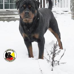 Rottweiler Puppies from Harris Hill Rottweilers