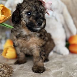 Aussiedoodle, Bernedoodle, Goldendoodle, and Poodle Puppies from Vallevistadoodles