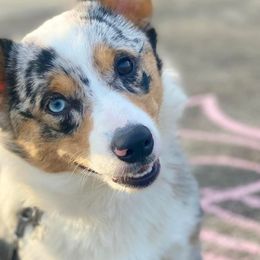 American Corgis from Fleur d'Elite Kennels