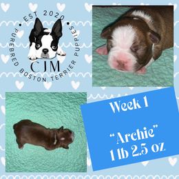 Archie - Red male Boston Terrier puppy in Jupiter, Florida from CJM Boston and Boxer Puppies