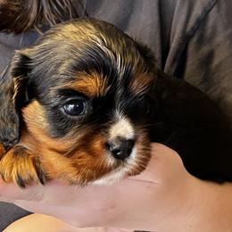 Cavalier King Charles Spaniel and Golden Retriever Puppies from Country Goldens and Mountain Top Cavaliers