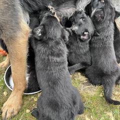 German Shepherd Puppies from Struenebach kennel