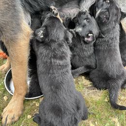German Shepherd Puppies from Struenebach kennel