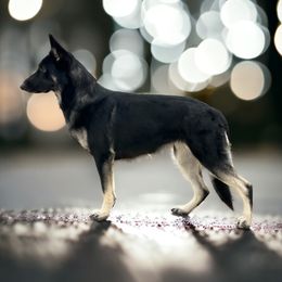 Fuse - Shiloh Shepherd