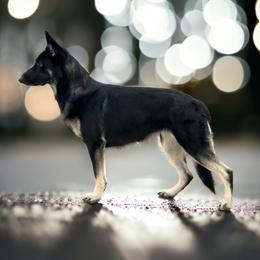 Fuse - Shiloh Shepherd