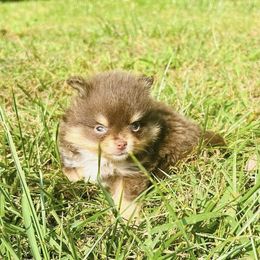 Nestle Crunch - Chocolate and tan male Pomeranian puppy in Buck Valley, Pennsylvania from Buck Valley Pomeranians