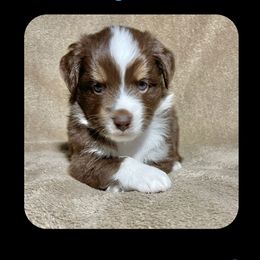 Simba - Miniature Australian Shepherd puppy in Jacksonville, Texas from AG Toy & Mini Aussies