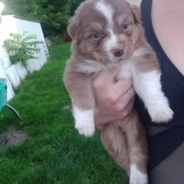 Australian Shepherd Puppies from Melick Kennels