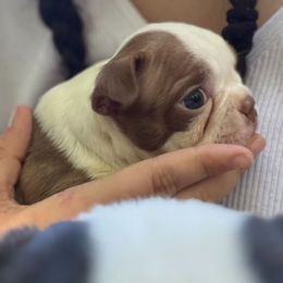 Cutie Pie - Red female Boston Terrier puppy in Farmington, Connecticut from Boston Luvs