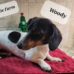 Woody - Dachshund