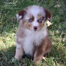 Sandy - Red merle female Miniature Australian Shepherd puppy in Evant, Texas from Lazy VT Bar Ranch