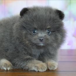 Blake - Blue and tan male Pomeranian puppy in Fultonville, New York from Sandy Aussies & Pomeranians