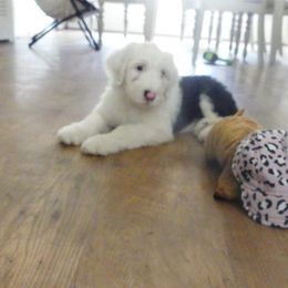Old English Sheepdog Puppies from Gabriela Moreno's Old English Sheepdogs