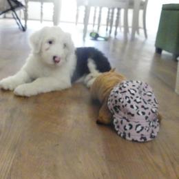 Old English Sheepdog Puppies from Gabriela Moreno's Old English Sheepdogs