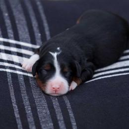 Prytania - Tri-color female Bernedoodle puppy in Denham Springs, Louisiana from GimiPup Doodles