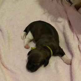Green collar - Piebald male Dachshund puppy in Jacksonville, Florida from Little Lords & Ladies Dachshunds