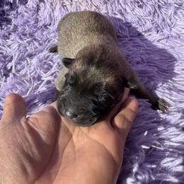 Girl - compact solid sweet pea - Fawn sable female Belgian Malinois puppy in Dallas, Texas from RoyalHaus Malinois