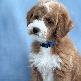 Sapphire - Red  Poodle puppy in New Jersey from TK Poodles