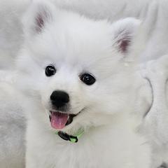 American Eskimo Dog Puppies from SoCal American Eskimos