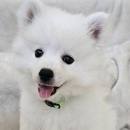American Eskimo Dog Puppies from SoCal American Eskimos