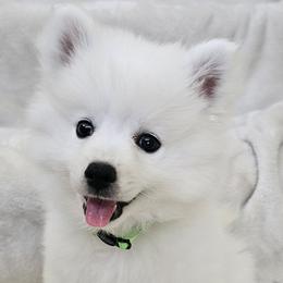 American Eskimo Dog Puppies from SoCal American Eskimos