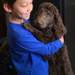 French Bulldogs and Poodles from Storybook Standards