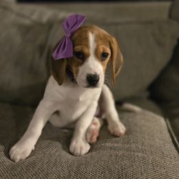 Beagle Puppies from Tracker sky beagles