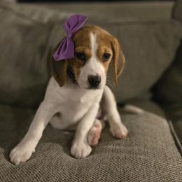 Beagle Puppies from Tracker sky beagles