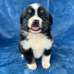 Minnie - Black tri female Toy Australian Shepherd puppy in Honolulu, Hawaii from Liana’s Toy Aussies