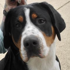 Greater Swiss Mountain Dogs and Lowchen from Cambio Canines