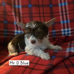 Mr Dark Blue - Chocolate, tan and white male Yorkshire Terrier puppy in Dover, Delaware from Lewis Precious Paws