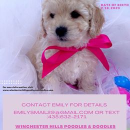 Goldendoodle, Maltipoo, and Poodle Puppies from Winchester Hills Poodles and Doodles