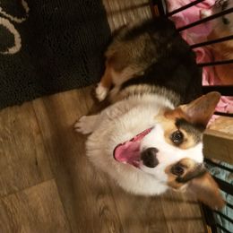 Clyde - Pembroke Welsh Corgi