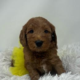 Aspen's Yellow Female - Apricot female Goldendoodle puppy in Great Falls, Montana from Montana Goldendoodles