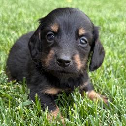 Dakota - Black and tan male Dachshund puppy in Salem, Oregon from Longdox Mini Dachshunds