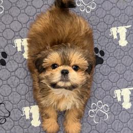 Birkin - Cream and white male Shih Tzu puppy in Gilbert, Arizona from 🌗 New Moon Shih Tzu 🌗