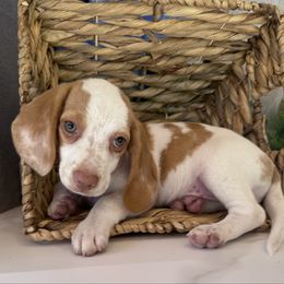 Ollie - Lemon and white male Beagle puppy in West Plains, Missouri from Puppiesulove