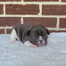 Boy 1 - Blue male French Bulldog puppy in Gloster, Mississippi from Donna's French Bulldogs
