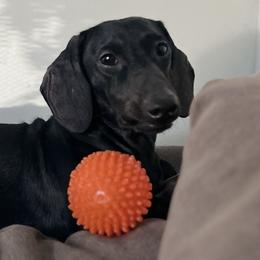Dachshunds from CasadeWeens
