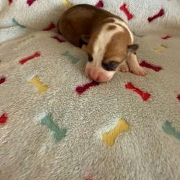 Pup male 2 - White and red male Pembroke Welsh Corgi puppy in Jenkinsburg, Georgia from Red Elephant Farms