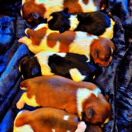 Shih Tzu Puppies from Gig Harbor Shih Tzu's