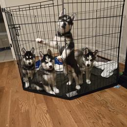 Siberian Husky Puppies from Genine Appello